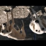 Guy-Ritchie’s-the-Covenant-006