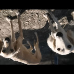 Guy-Ritchie’s-the-Covenant-006