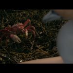 The-Little-Mermaid-007