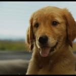 The-Art-of-Racing-in-the-Rain-002