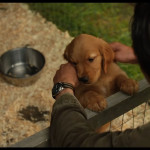 The-Art-of-Racing-in-the-Rain-008