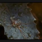 Invasion-of-the-Body-Snatchers-(1978)-003