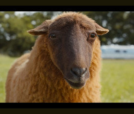 the-sheep-detectives-002