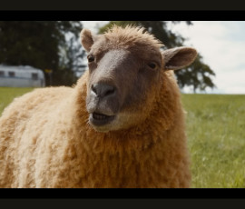 the-sheep-detectives-003